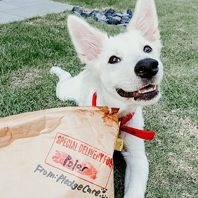 A dog grinning at a parcel from PledgeCare