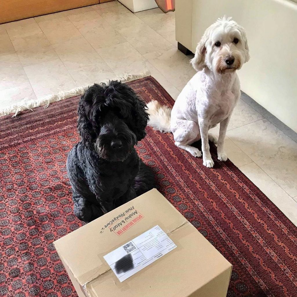 2 dogs sitting down with a parcel from pledgecare