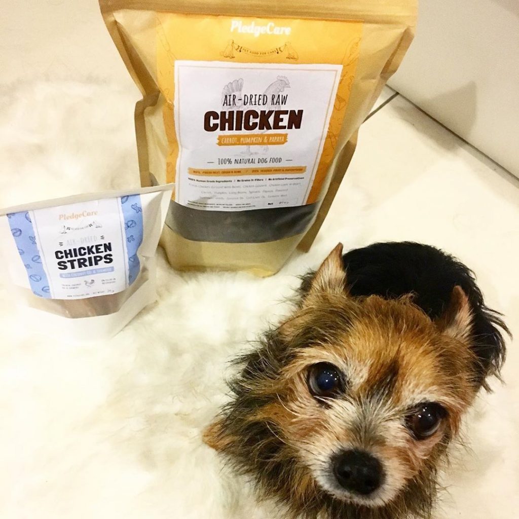 a dog looking up to its owner with PledgeCare's air dried chicken recipe and chicken strips surrounding it