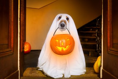 Dog dressed up for Halloween