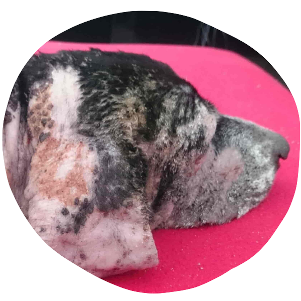 a dog with severe skin problems