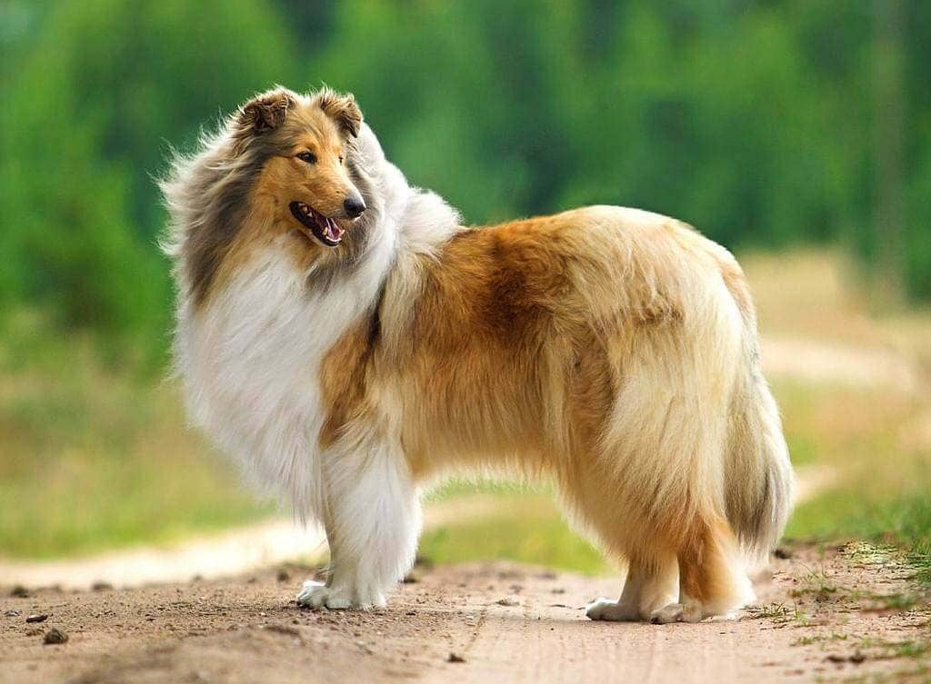 a rough collie standing