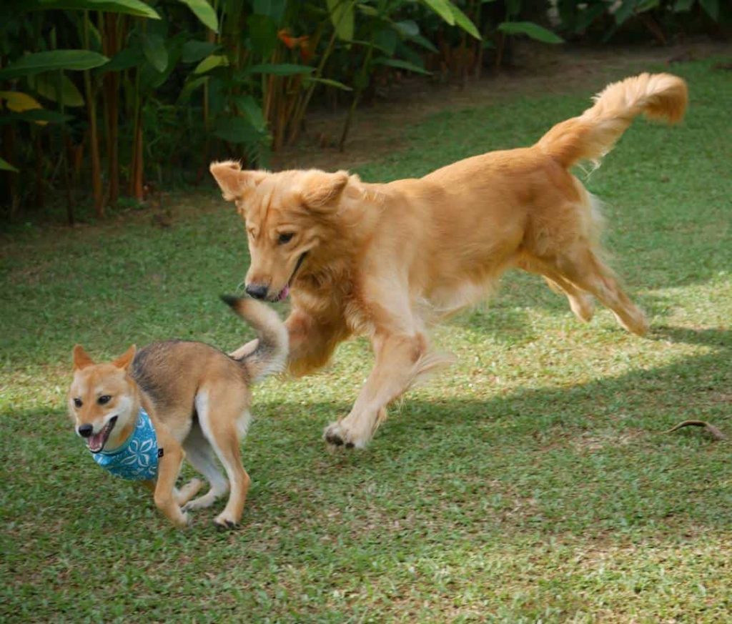A shiba inu and golden retriever chasing each other at a garden
