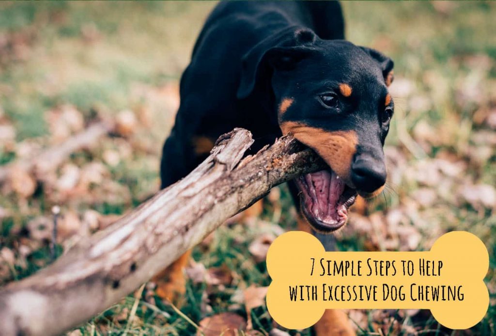 A dog playing with a wooden branch, Photo by Jordan Whitt on Unsplash