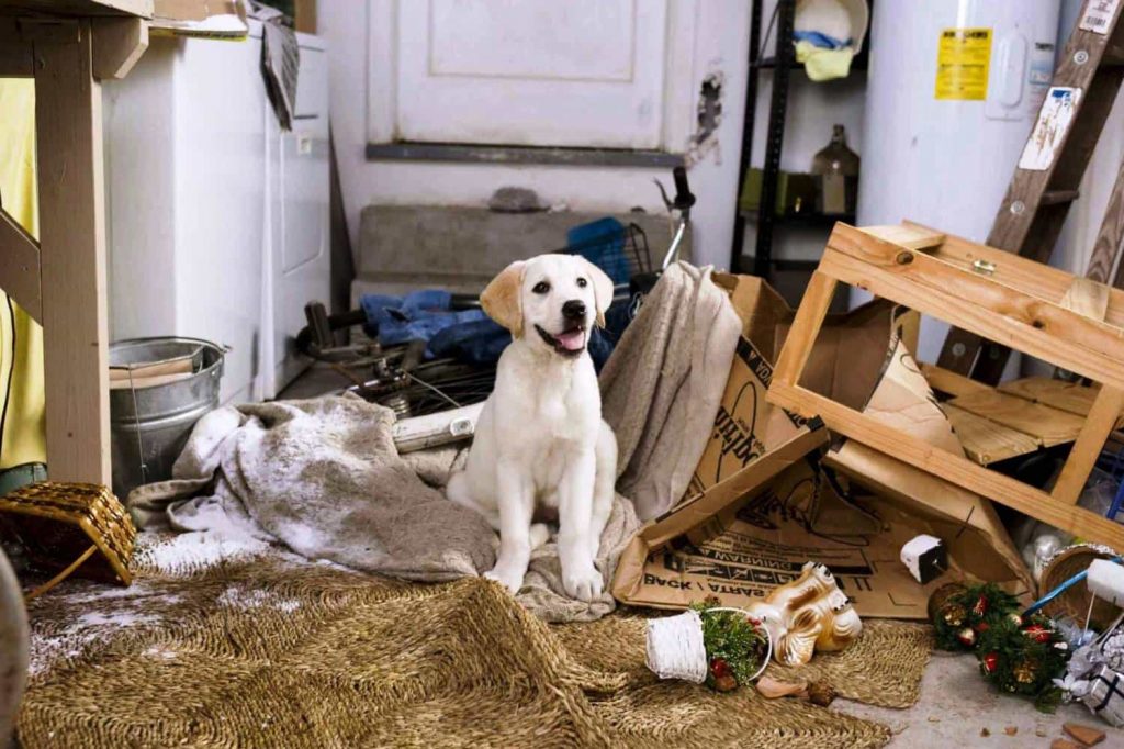 a dog sitting happily in a destroyed room