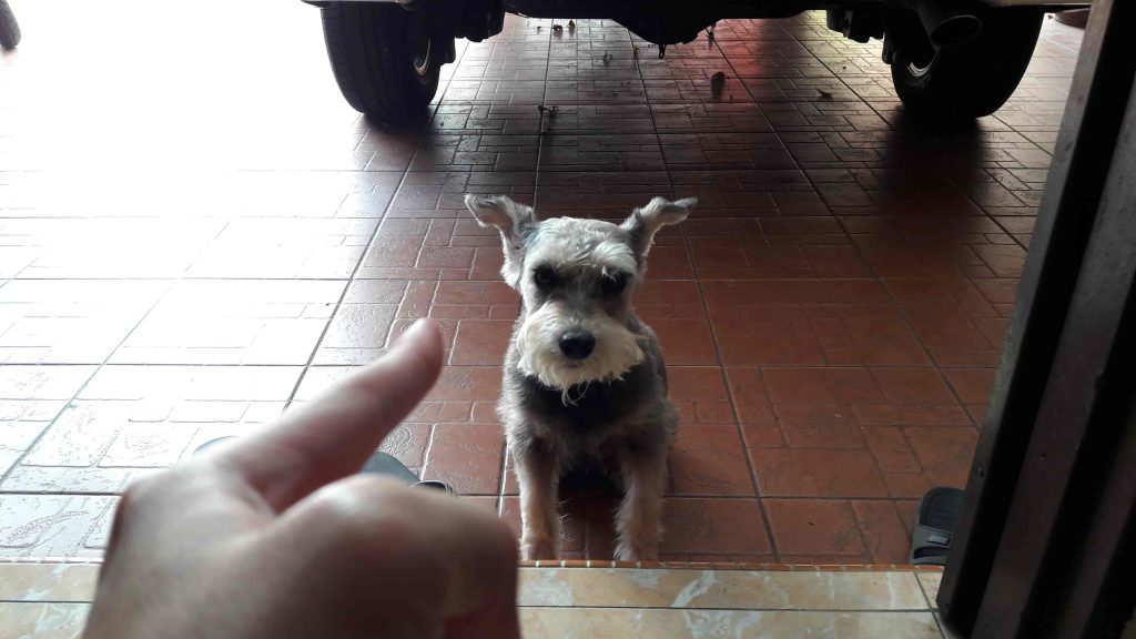A schnauzer being nudged by its owner
