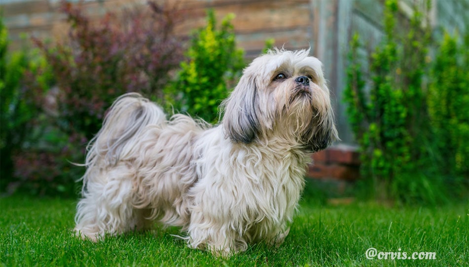 shih tzus are one of the popular dog breeds in malaysia