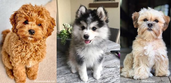 Popular Dog Breeds In Malaysia - The Pledgecare Edition 2025